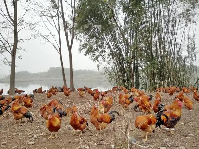 现在养殖致富_致富养殖现在怎么样_致富养殖项目