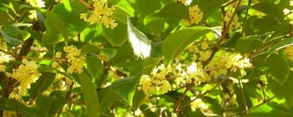 桂花鱼育苗养殖技术_桂花养殖育苗鱼技术视频_桂花养殖育苗鱼技术要点