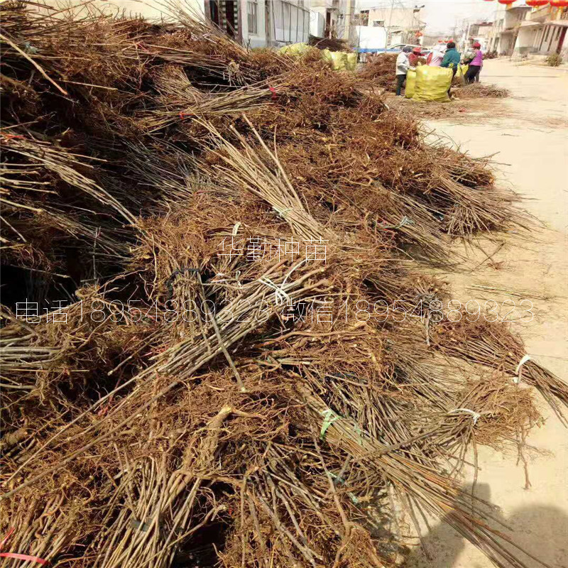 红油香椿苗  种植技术免费赠送福建