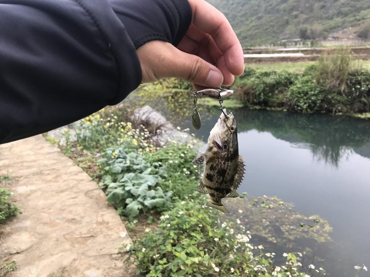 桂花鱼苗养殖技术方法_桂花养殖育苗鱼技术视频_桂花鱼育苗养殖技术