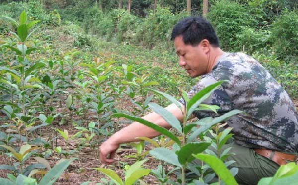 桂花养殖育苗鱼技术要点_桂花鱼育苗养殖技术_桂花鱼苗怎么养