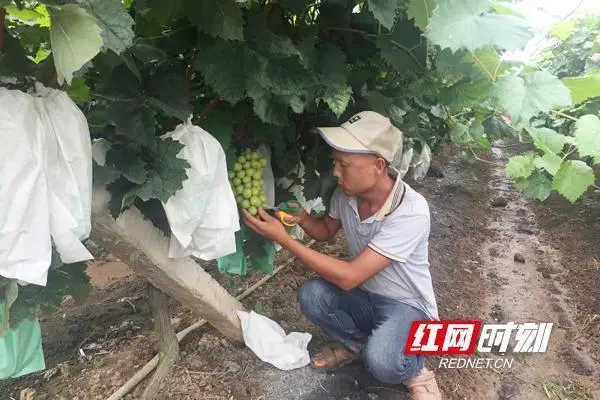 种植藤引葡萄大棚致富_葡萄大棚种植技术视频_种葡萄大棚挣钱吗