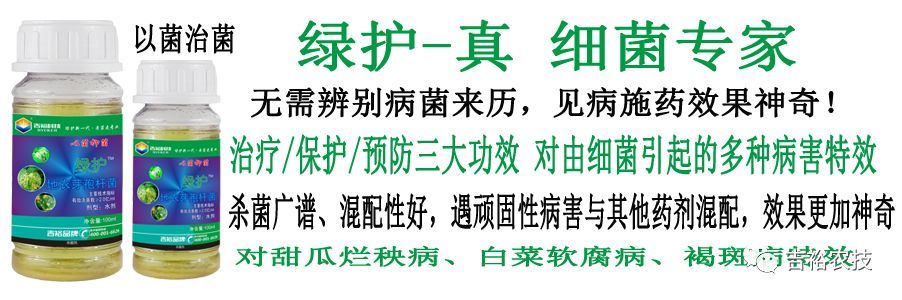 大葱栽培技术完整版(栽培、施肥、除草、病虫害等要领)