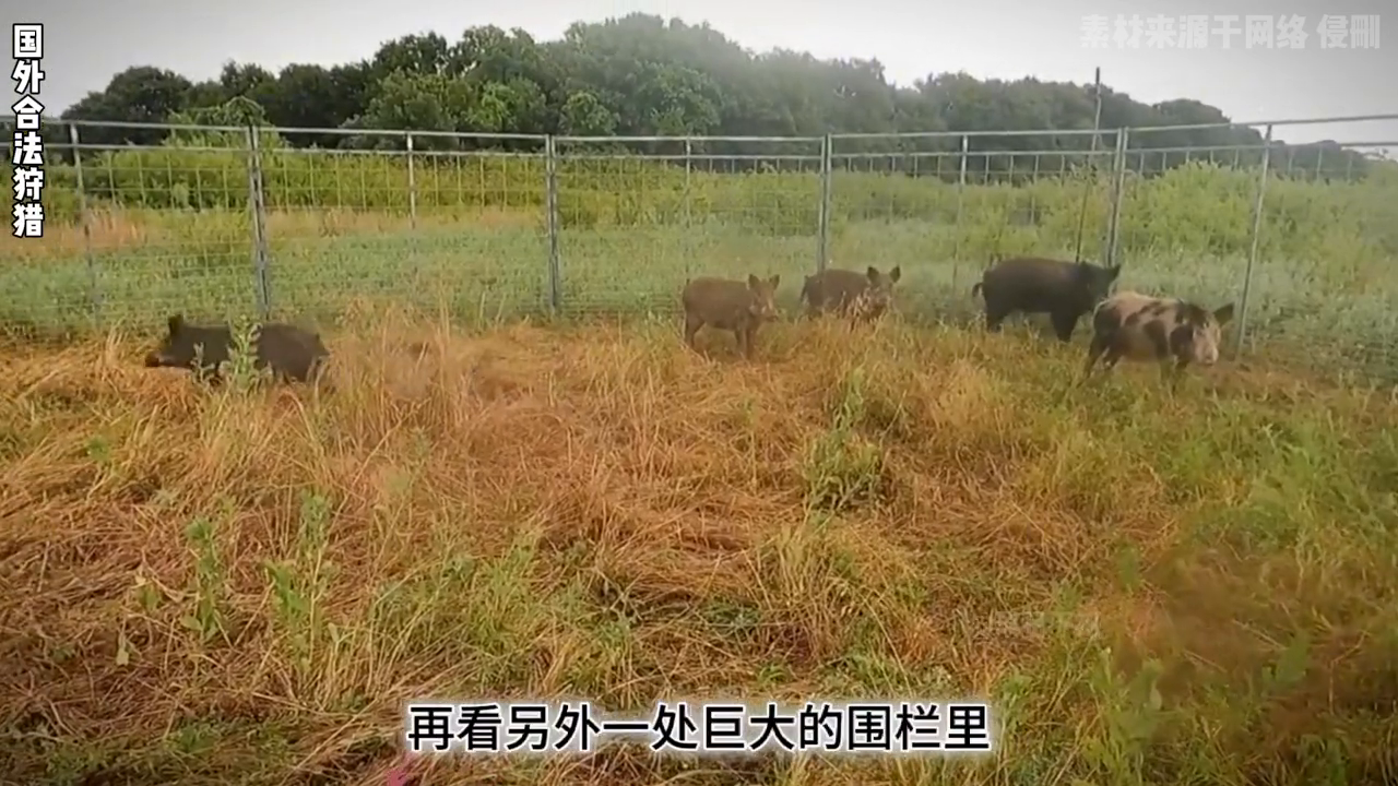 致富养殖野猪视频_野猪养殖基地视频_致富经野猪养殖视频