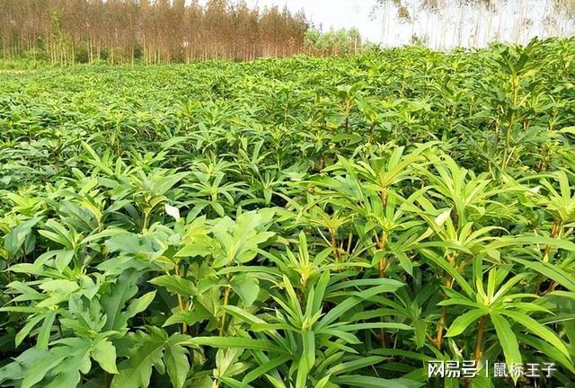 毛桃种植技术_毛桃种植致富项目_毛桃种子种植视频