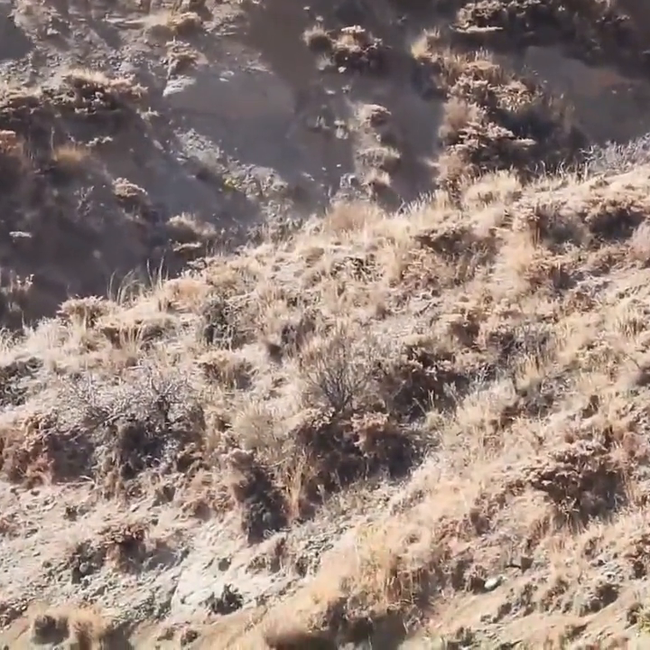 野猪养殖基地视频_野猪养殖技术视频_致富养殖野猪视频