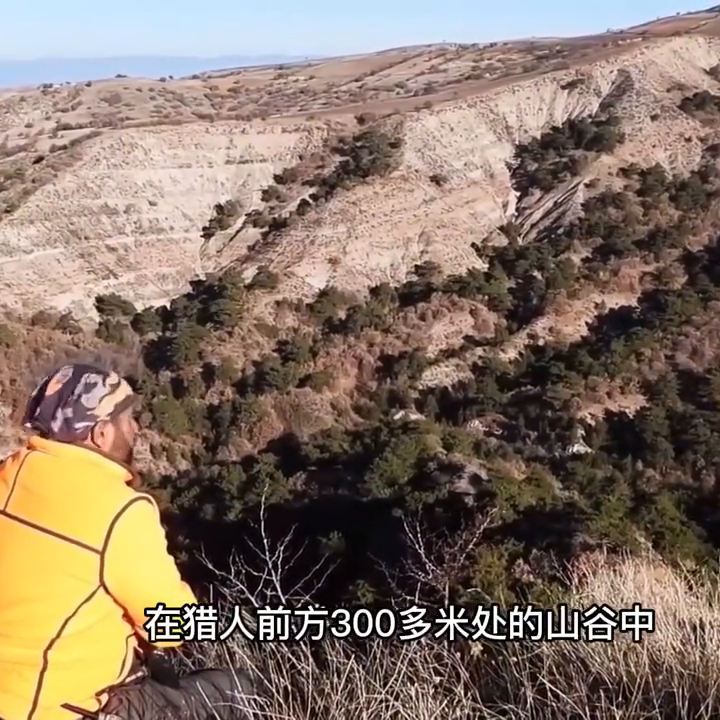 致富养殖野猪视频_野猪养殖基地视频_野猪养殖技术视频