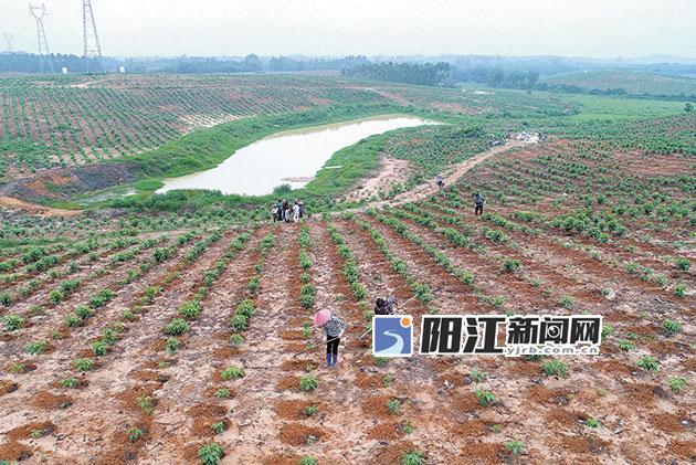 订单式种植助力百姓致富_种植致富业_种植致富案例