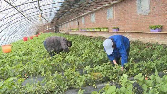 果蔬飘香绿意满园 棚室产业铺就致富路