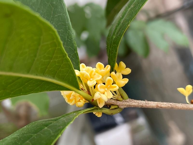 桂花养殖育苗鱼技术与管理_桂花养殖育苗鱼技术要点_桂花鱼育苗养殖技术