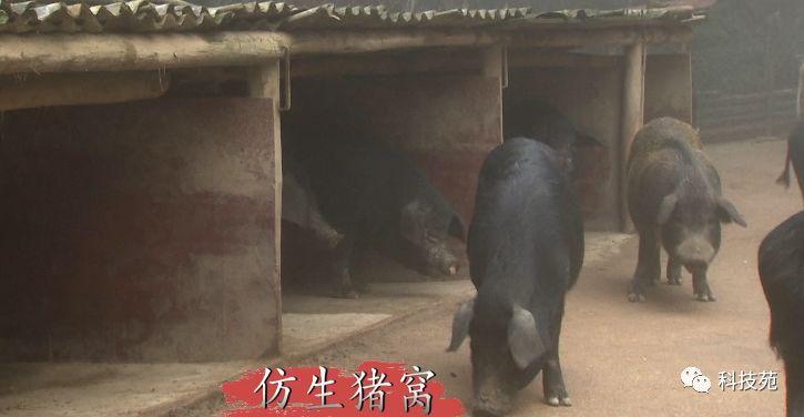 野猪养殖基地视频_视频致富野猪养殖_致富养殖野猪视频