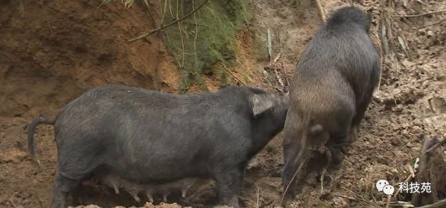 致富养殖野猪视频_视频致富野猪养殖_野猪养殖基地视频