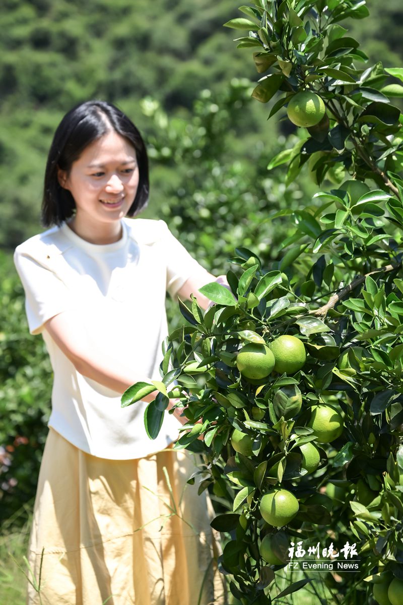 晋安日溪村：种植致富“黄金果” 唱响畲乡振兴曲