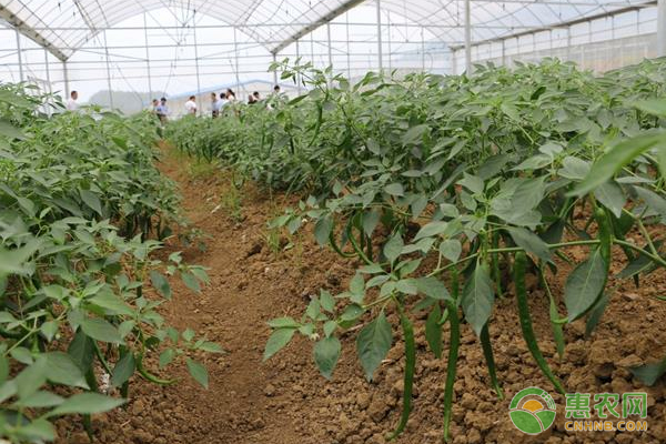 大棚辣椒种植技术和要点-图片版权归惠农网所有