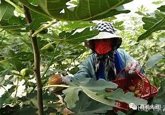 植物种植致富_致富种植什么比较赚大钱_致富种植植物有哪些