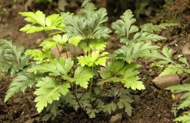 蒲公英致富经_致富经种植蒲公英的女人_蒲公英种植效益