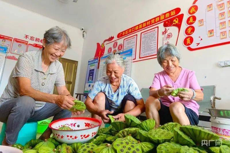 广丰区致富莲花开满塘 小莲子结出“金豆子”