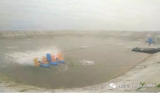 海水虾养殖技术_海水虾养殖技术方法_海水虾养殖技术视频