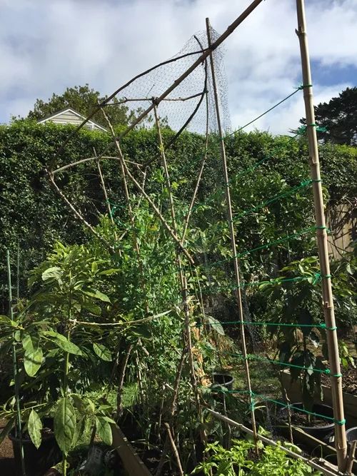 冬季丝瓜种植技术视频_种丝瓜的季节和方法视频_冬天丝瓜种植技术视频