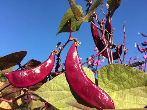 冬天丝瓜种植技术视频_种丝瓜的季节和方法视频_冬季丝瓜种植技术视频