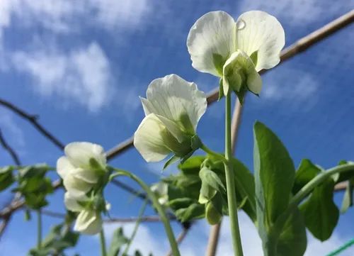 种丝瓜的季节和方法视频_冬季丝瓜种植技术视频_冬天丝瓜种植技术视频