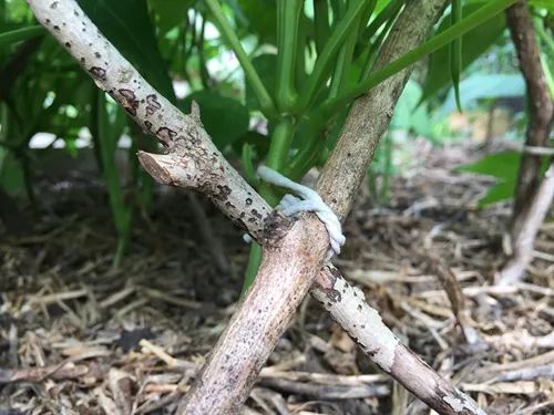 种丝瓜的季节和方法视频_冬季丝瓜种植技术视频_冬天丝瓜种植技术视频