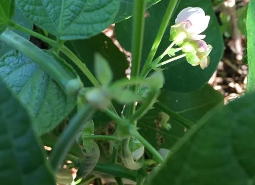 种丝瓜的季节和方法视频_冬天丝瓜种植技术视频_冬季丝瓜种植技术视频