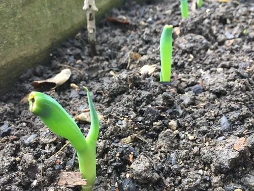 冬天丝瓜种植技术视频_冬季丝瓜种植技术视频_种丝瓜的季节和方法视频