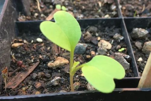 种丝瓜的季节和方法视频_冬天丝瓜种植技术视频_冬季丝瓜种植技术视频