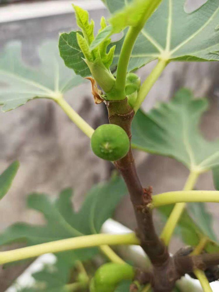 致富果树种植技术视频_种植果树致富快_致富果树种植条件