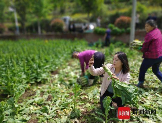 第一书记变“带货主播” 高山露地蔬菜销路旺