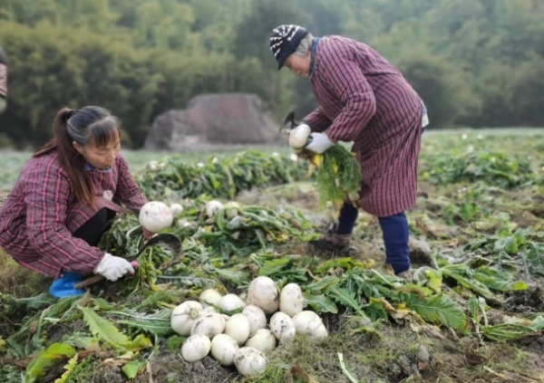 村企合作发展模式，带动当地村民增收。接龙镇供图