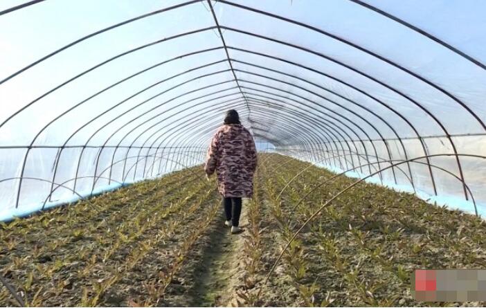 致富种植莴苣图片_种植莴笋致富_莴苣种植致富