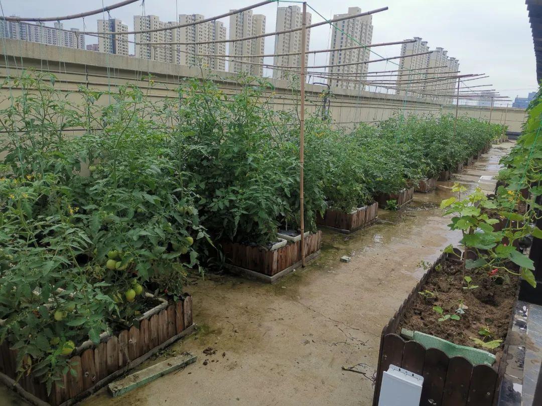 楼顶种植技术_楼顶种植什么赚钱_楼顶种植致富