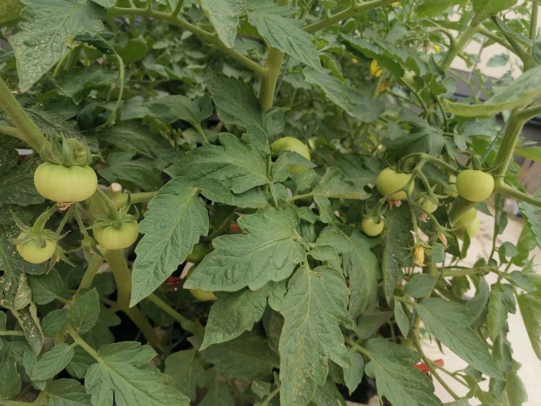 楼顶种植致富_楼顶种植什么赚钱_楼顶种植技术