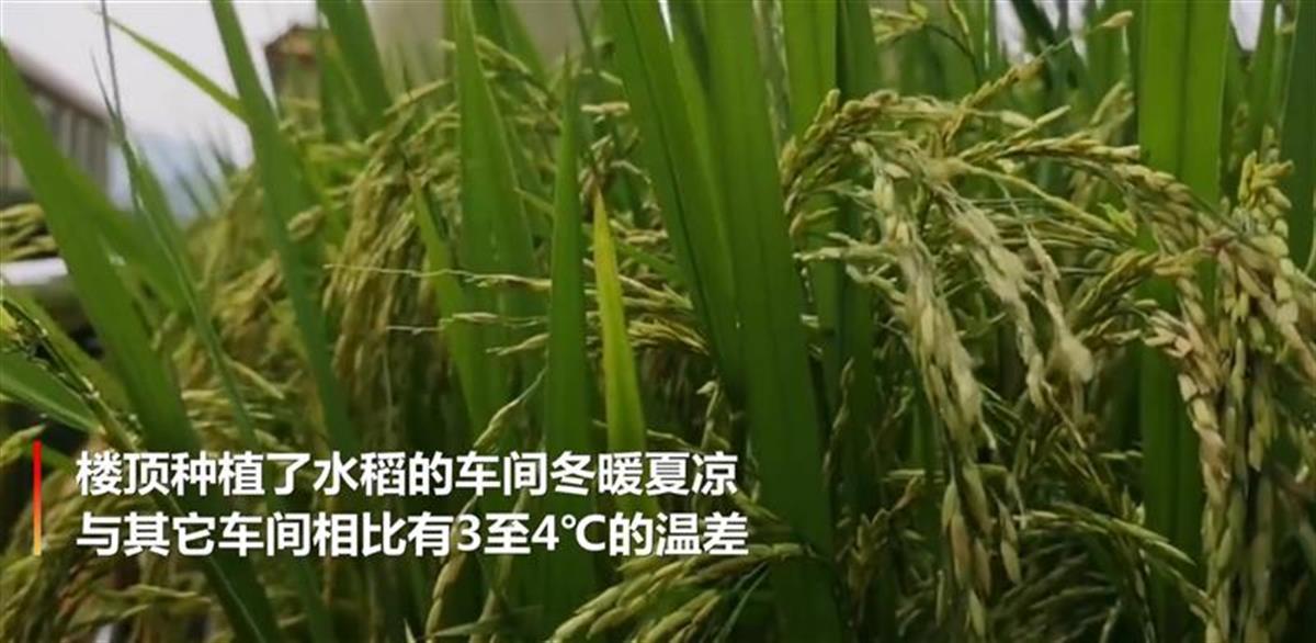 楼顶种植视频_楼顶种什么能致富_楼顶种植致富