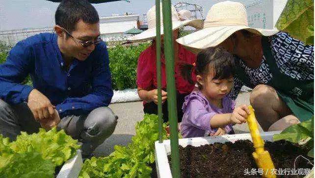 楼顶种植什么赚钱_楼顶种植致富_楼顶种植技术