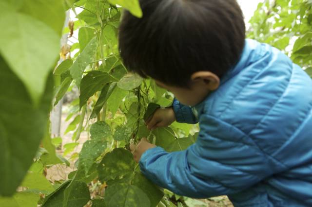 种植致富农村项目大全_良田种植致富项目_致富种植良田项目简介