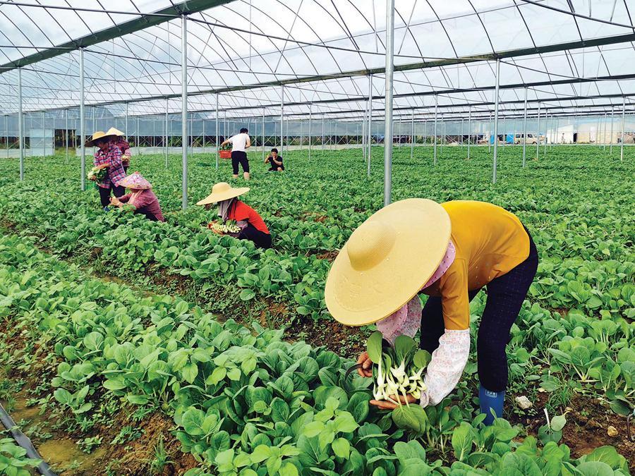 楼顶种植什么赚钱_致富楼顶种植什么好_楼顶种植致富