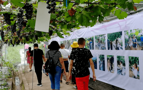 致富种植什么比较赚大钱_种植致富项目排行_致富好项目种植