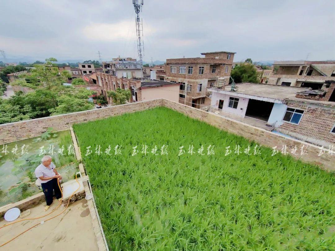 致富楼顶种植什么好_楼顶种植视频_楼顶种植致富