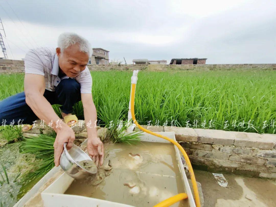 楼顶种植致富_楼顶种植视频_致富楼顶种植什么好