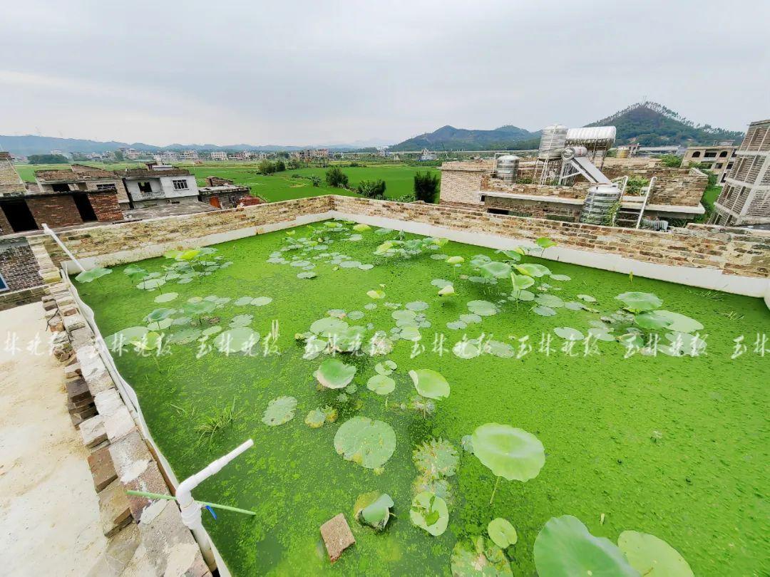 楼顶种植视频_楼顶种植致富_致富楼顶种植什么好