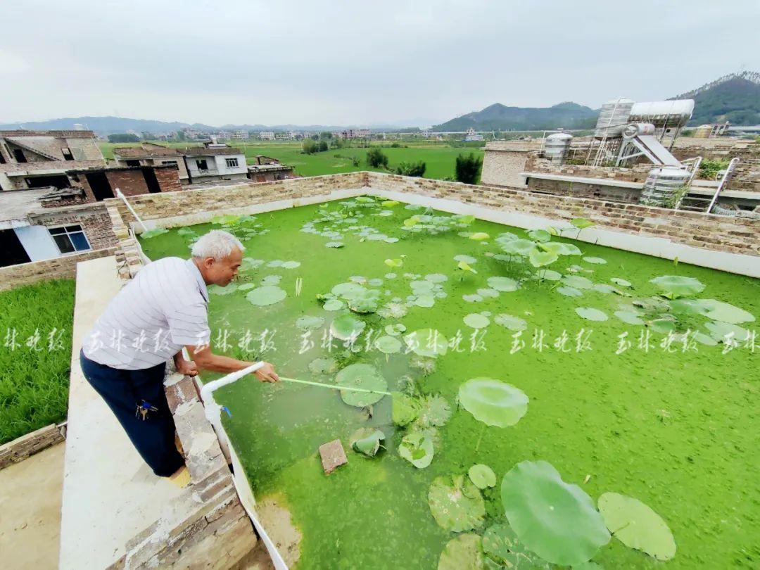 楼顶种植致富_楼顶种植视频_致富楼顶种植什么好