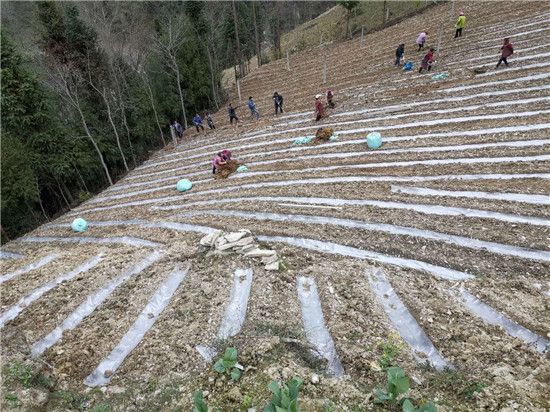 宝兴：持续发展山药种植产业 促进村民致富增收