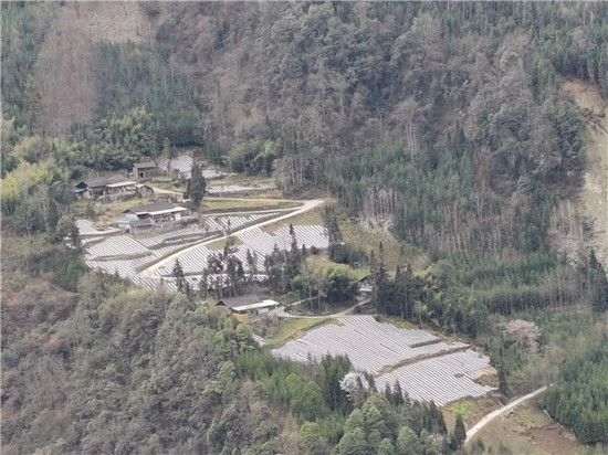 致富山药种植项目简介_致富山药种植项目有哪些_山药种植致富项目