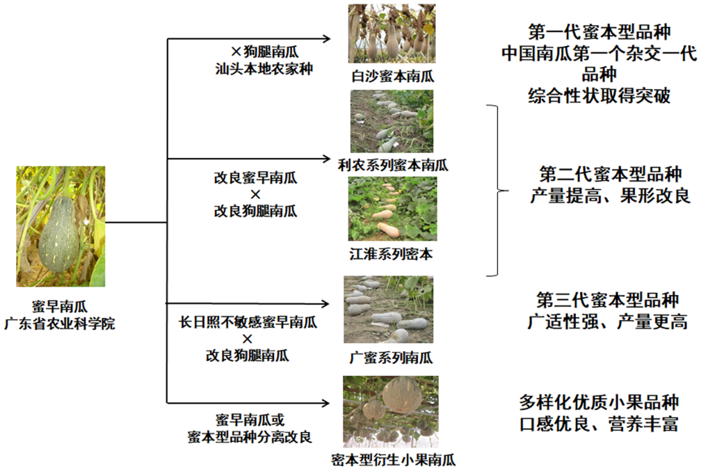 南瓜子的种植技术视频讲座_籽用南瓜种植技术视频_南瓜籽种植方法