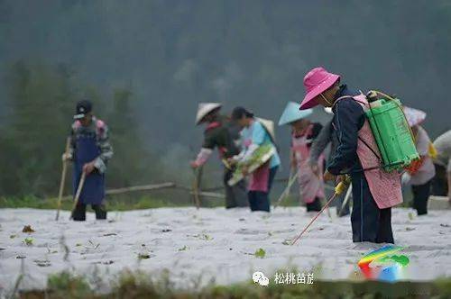 种植烤烟的利润_种植烤烟致富项目_种植烤烟挣钱吗