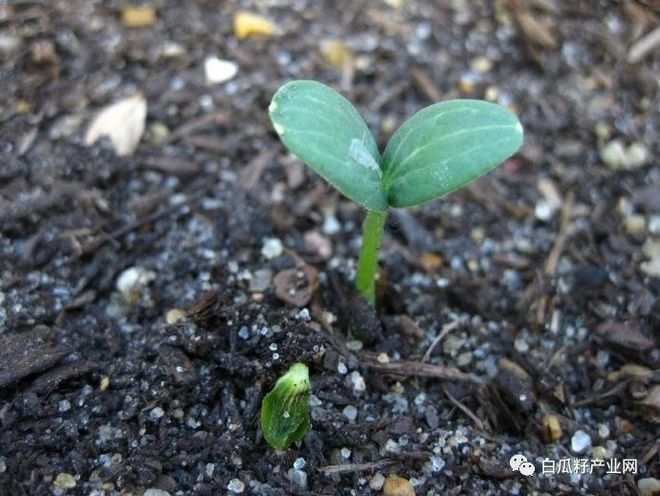 籽用南瓜种植技术视频_南瓜子种植方法_南瓜子的种植技术视频讲座