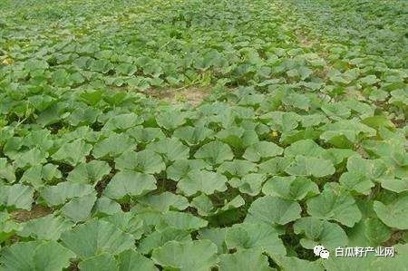 籽用南瓜种植技术视频_南瓜子种植方法_南瓜子的种植技术视频讲座